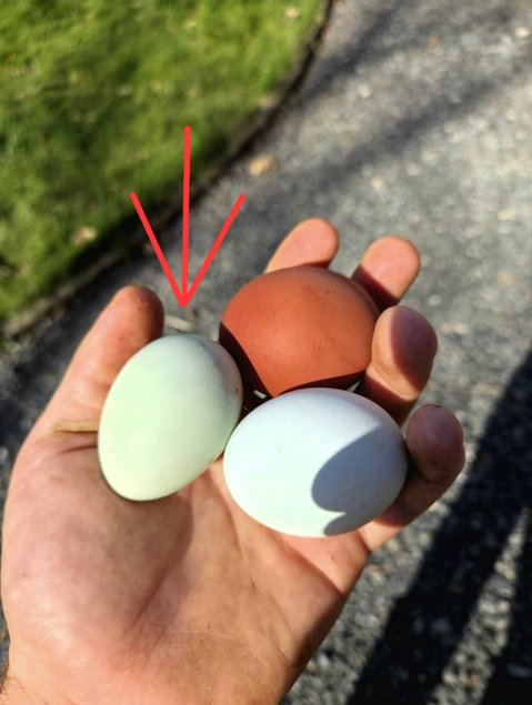 Araucana Oeufs fécondés