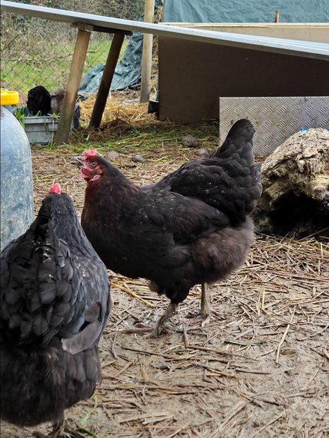 Olivette œufs fécondés