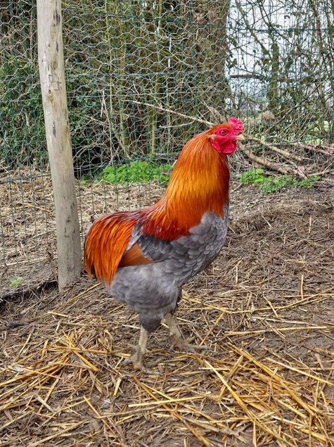 Olivette œufs fécondés