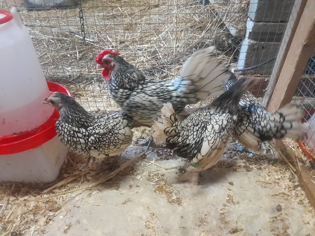 Œufs fécondés Sebright argentée.