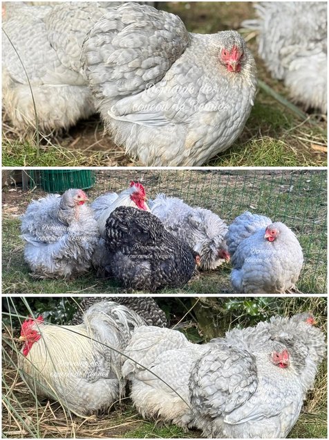 Pékin coucou gris perle lisse/frisée et coucou lisse