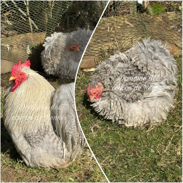 Pékin coucou gris perle lisse/frisée et coucou lisse