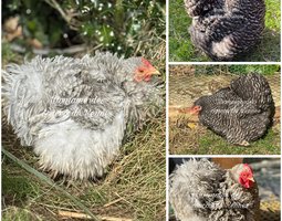 Pékin coucou gris perle lisse/frisée et coucou lisse