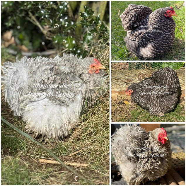 Pékin coucou gris perle lisse/frisée et coucou lisse
