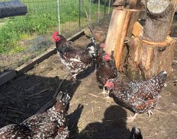 Oeufs Sussex Tricolore