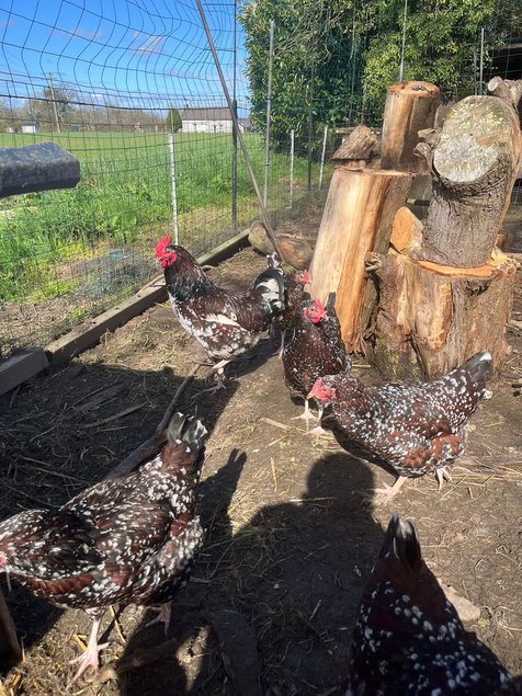 Oeufs Sussex Tricolore