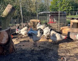 Oeufs Sussex Blanche Herminée