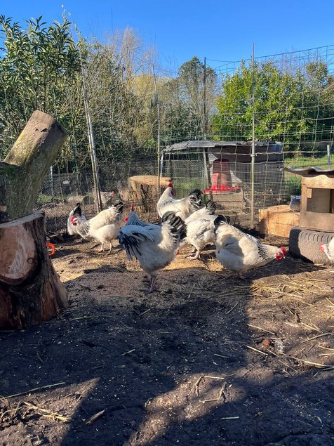 Oeufs Sussex Blanche Herminée