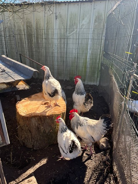 Oeufs Sussex Blanche Herminée