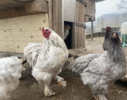oeufs brahma splash, bleu, noir caillouté