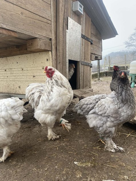 oeufs brahma splash, bleu, noir caillouté