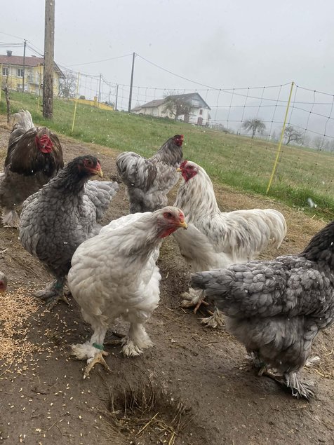 oeufs brahma splash, bleu, noir caillouté