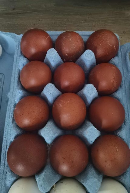 Oeuf fécondé marans NCC