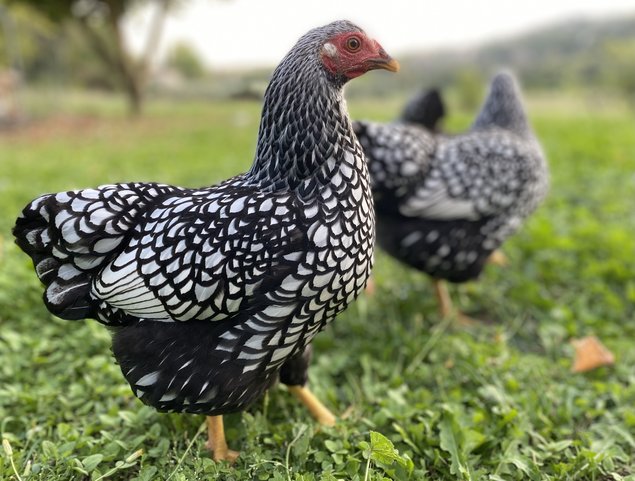 MELANGE de Wyandotte naine et Pékin - 12 oeufs - Assurance transport comprise - Fontolive