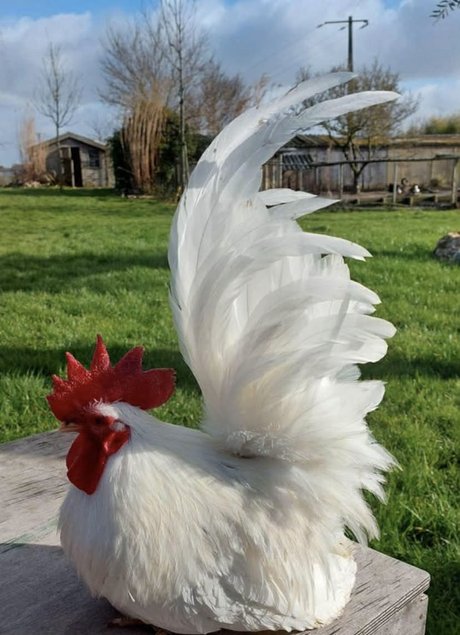 Mix oeuf fécondés de chabo - Parcs séparés