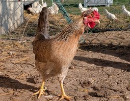 Cream Legbar (=Legbar Huppé saumon coucou doré clair)