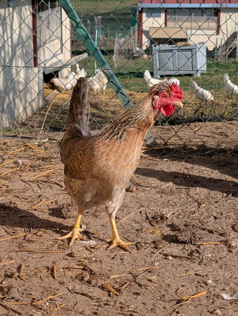 Cream Legbar (=Legbar Huppé saumon coucou doré clair)