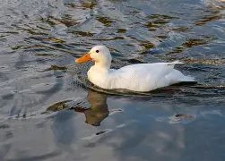 canard colvert blanc
