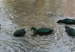 canard émeraude et sauvage