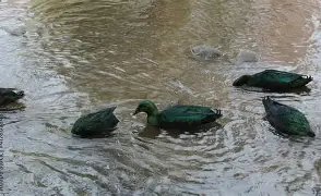 canard émeraude et sauvage