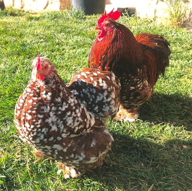 Pékin Porcelaine bleu rouge (Millefleurs) -12 oeufs - Assurance transport comprise - Fontolive