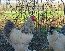 Brahma Blanc herminé noir et bleu Tata cocottes