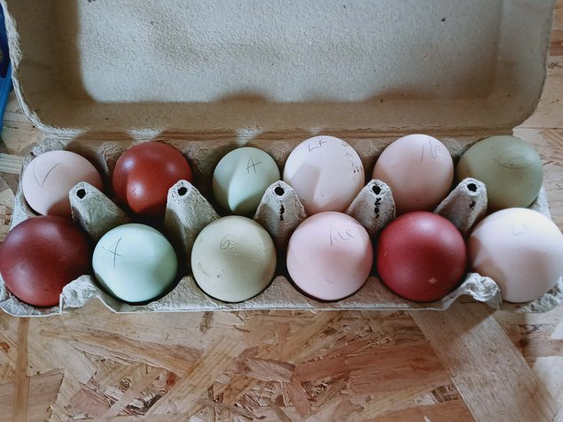 🥚  Le "Grand Mix" de Tata Cocotte : Qualité Pure Race, Prix Mini !