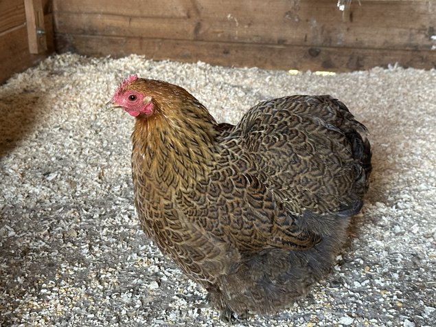 oeufs de poule pekin perdrix doré