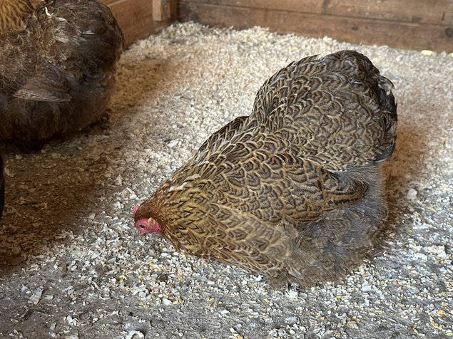 oeufs de poule pekin perdrix doré