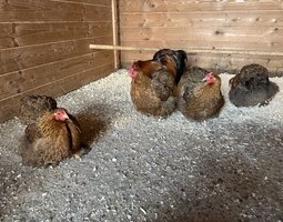 oeufs de poule pekin perdrix doré