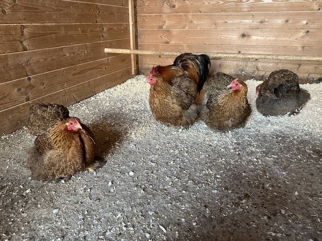 oeufs de poule pekin perdrix doré