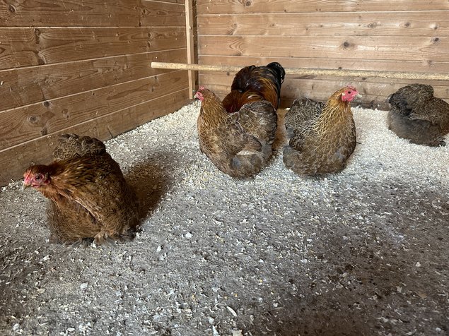 Œufs de poule pékin mixte dore et grise