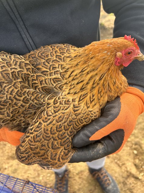 Œufs de poule pékin perdrix doré