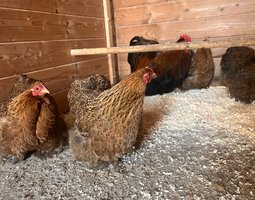 Œufs de poule pékin perdrix doré