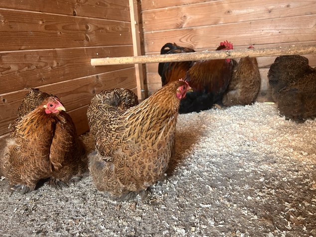 Œufs de poule pékin perdrix doré