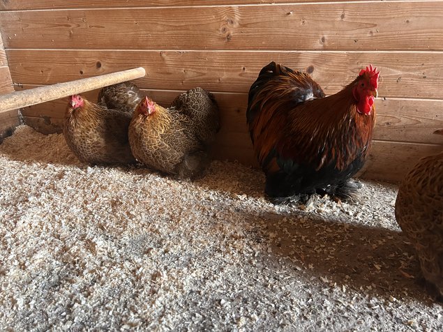 oeufs de poule pekin perdrix doré