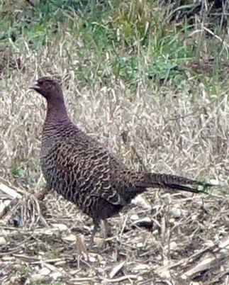 Faisans obscur/ chocolat