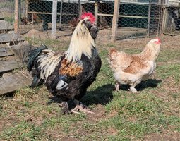 Oeufs faverolles allemande