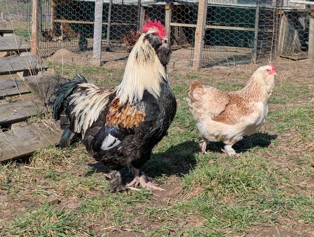 Oeufs faverolles allemande