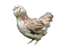 Poule Faverolle pure race (04)