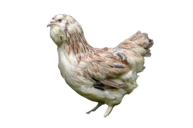 Poule Faverolle pure race (04)