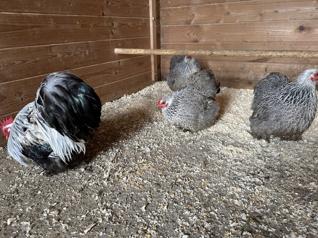 Œufs de poule pékin mixte dore et grise