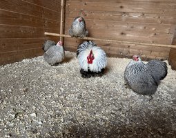 œufs de pékin perdrix grise