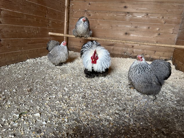 œufs de pékin perdrix grise