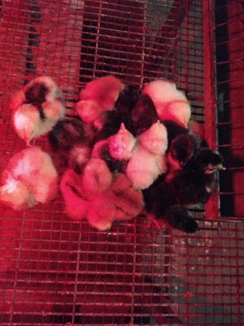 Œufs poules pondeuses fermières – mélange de couleurs