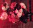 Œufs poules pondeuses fermières – mélange de couleurs