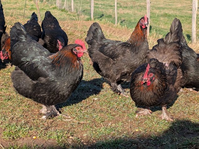 Marans Noire à camail cuiré (NCC) GR