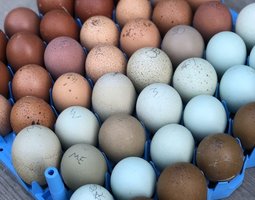 Poules Pondeuses AUX ŒUFS VERTS, BLEUS, KAKI ET MARRON FONCÉ