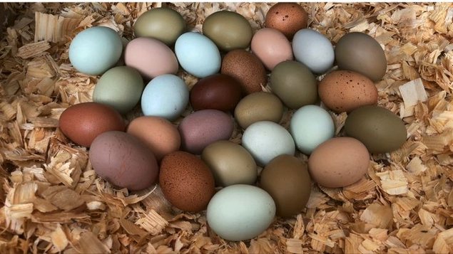 Poules Pondeuses AUX ŒUFS VERTS, BLEUS, KAKI ET MARRON FONCÉ