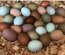 Poules Pondeuses AUX ŒUFS VERTS, BLEUS, KAKI ET MARRON FONCÉ